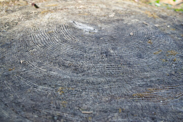 The pattern of grain in Japan.