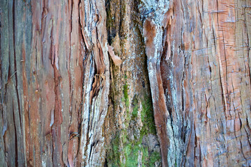 Tree rift at the forest.