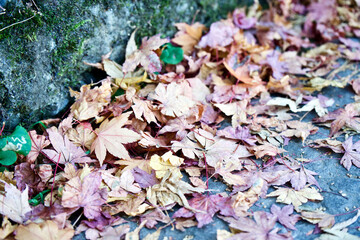 Autumn leaves on the edge of path.