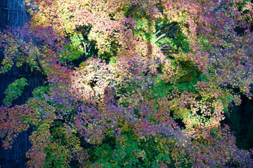 The autumn leaves at Japanese mountain.