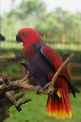 an orange parrot perched on a branch