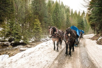  sleigh ride  © Beenis