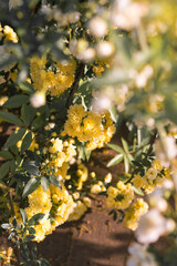 White and yellow roses in a botanical garden