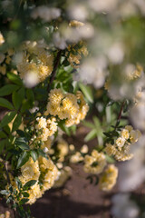 White and yellow roses in a botanical garden