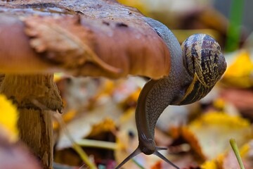 up side down snail looking around on a mushroom in autumn