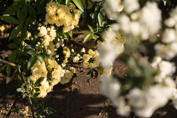 White and yellow roses in a botanical garden