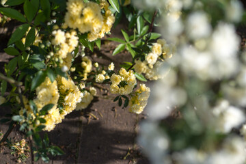 White and yellow roses in a botanical garden