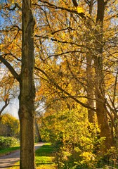 Fototapeta premium autumn in the park