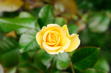 黄色の薔薇の花