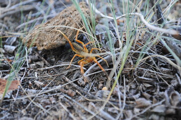 Almaty, Kazakhstan - 06.29.2013 : Spider Phalanx. An insect in the wild among the grass.