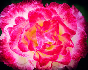 vibrant pink and white bicolored rose flower top view closeup, filtered image