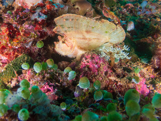 Leaf scorpionfish (Taenianotus triacanthus) or paperfish at the Deryl Laut wrech near Anilao, Batangas, Philippines.  Underwater photography and travel.