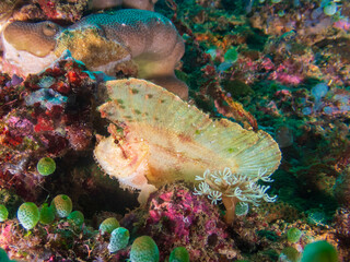 Leaf scorpionfish (Taenianotus triacanthus) or paperfish at the Deryl Laut wrech near Anilao, Batangas, Philippines.  Underwater photography and travel.
