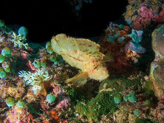 Fototapeta na wymiar Leaf scorpionfish (Taenianotus triacanthus) or paperfish at the Deryl Laut wrech near Anilao, Batangas, Philippines. Underwater photography and travel.