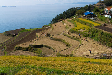 Namhae,South Korea-October 2020: Harvested terraced rice paddy field with sea ocean view in Gacheon Daraengi Village, South Korea