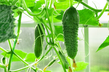 Cucumbers with green leaves in the greenhouse. Growing cucumbers
