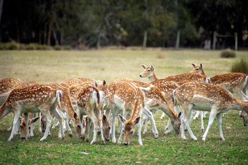 Naklejka na ściany i meble Herd of fallow deer in field (scientific name dama dama)
