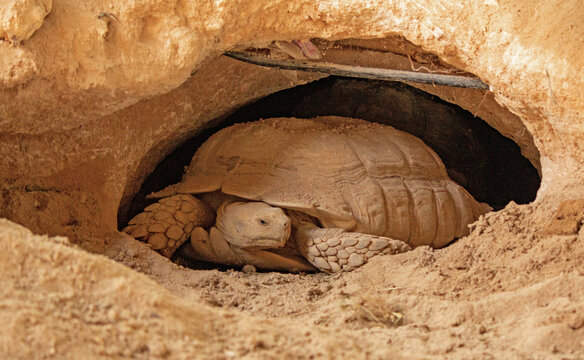 Desert tortoise lives in hole made in the desert
