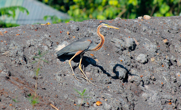 Purple heron brd in Sri dlanka (Ardea purpurea