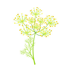 Fennel as Flowering Plant Specie with Yellow Flowers and Feathery Leaves Vector Illustration