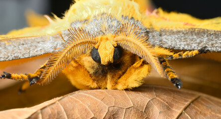 Detail of Madagascar comet moth