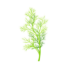 Fennel as Plant Specie with Feathery Leaves Vector Illustration