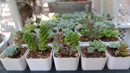 Many different echeverias on wooden table.