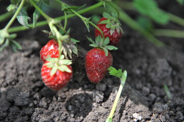 Almaty, Kazakhstan - 06.14.2013 : Strawberry seedlings of different varieties and flavors in one of the greenhouses