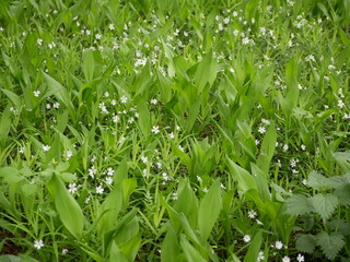 Small white flowers with forked petals among the green grass and the landed in a clearing in the forest. Stellaria nemorum on a sunny spring day in natural conditions.
