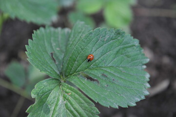 Almaty, Kazakhstan - 06.14.2013 : Strawberry seedlings of different varieties and flavors in one of...