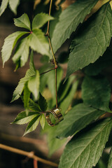 Wedding rings on a background of green leaves 