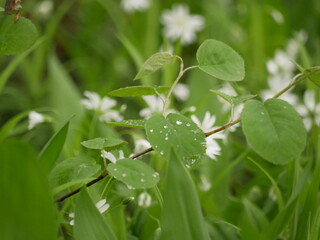 Small white flowers with forked petals among the green grass and the landed in a clearing in the forest. Stellaria nemorum on a sunny spring day in natural conditions.