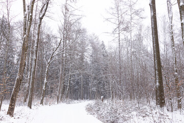 Winterlicher Waldweg