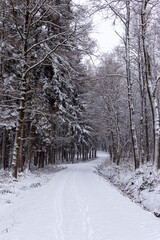 Obraz premium Winterlicher Waldweg