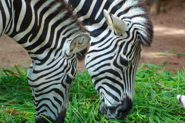 Fototapeta na wymiar A herd dazzle of adult african Zebras eating grass at Srilankan Zoo