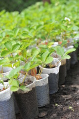 Almaty, Kazakhstan - 06.14.2013 : Strawberry seedlings of different varieties and flavors in one of the greenhouses