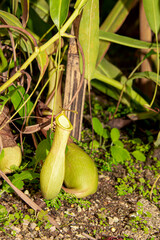 Nepenthes are plants that can catch insects.