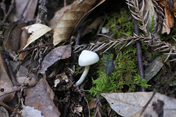 White tiny mushroom is out from muck from dead leaves.