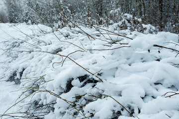Beautiful atmospheric winter landscape. Snow covered trees in the forest. Winter nature background.