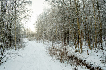 Beautiful atmospheric winter road and snow covered trees in the forest. Winter nature background.