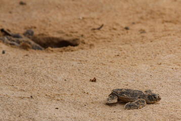 Loggerhead baby sea turtles hatching in a turtle farm in Sri Lanka, Hikkaduwa.