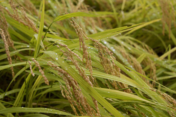 Close up to korea rice seeds in ear of paddy
