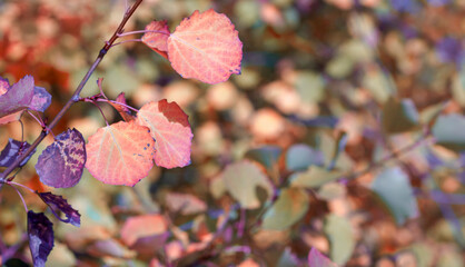Aspen branch (or otherwise Populus tremula ) with autumn leaves in the rays of a rich sunset....
