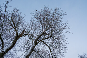 Winter forest landscape.