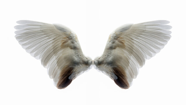 white wings solated on a white background