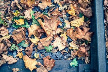 autumn leaves background