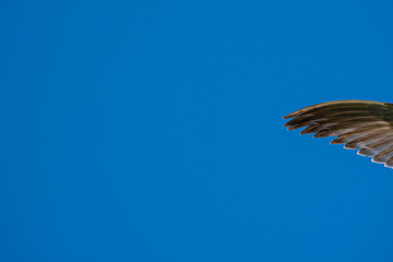 Wing in Blue sky 