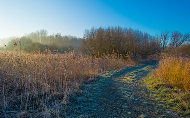 Trees and reed in a frozen misty field in wetland below a foggy blue sky in sunlight in winter, Almere, Flevoland, The Netherlands, January 25, 2021