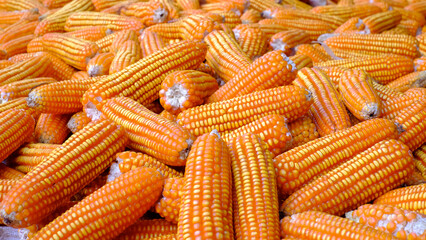Close-up yellow dried corn for background, dried corn for popcorn of animal feed.