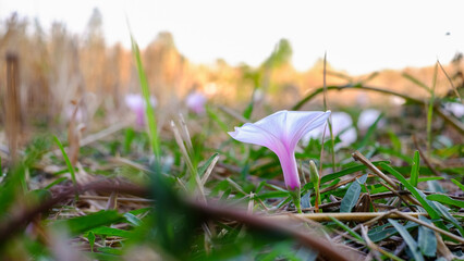Close up flowers of the Thai morning glory in Rice fields after harvest